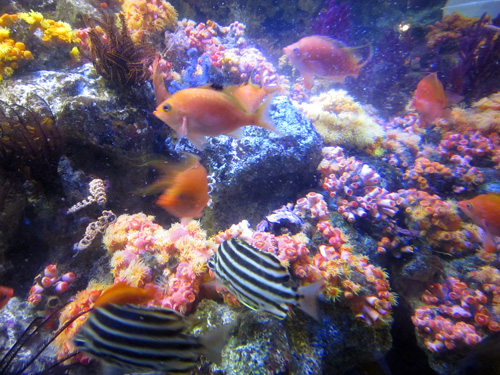 2011.05.21　新江ノ島水族館（２）